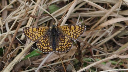 Réf. 259 355 : Melitaea cinxia